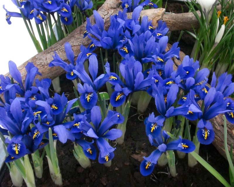 Image result for harmony iris