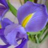 Iris xiphium hybrids - or Dutch Iris