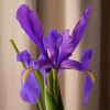Iris Xiphium hybrid