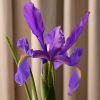 Iris xiphium - Spanish Iris, photo Ron Johnson, Adelaide