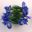 Iris xiphium, Dutch Hybrid, this is Blue Diamond