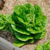 Lettuce - young plant