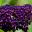 Close up of purple flowers of Buddleja davidii - Black Knight