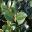 Camellia sasanqua, has a serrated leaf margin