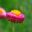 Xerochrysum bracteatum syn. Bracteantha bracteatum Monstrosum Mixed Deep Pink Flowers