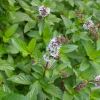 Mentha pulegium - flowers attract bees