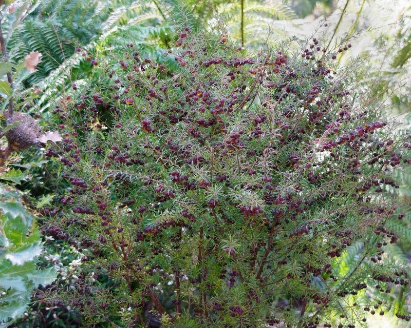 Brown Boronia - actually it is rather dark red which is a lot prettier than brown.
