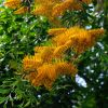 Grevillea robusta - golden flower in spring