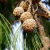 Allocasuarina torulosa (Forest Oak)