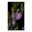 Melaleuca decussata - photo Solarence