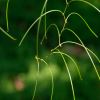 Zig-Zag Wattle (Acacia merinthophora)