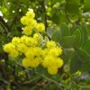 Acacia vestita (Hairy Wattle or Weeping Boree) - tubestock