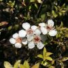 Leptospermum scoparium - white flowered variety - photo Muriel Bendel