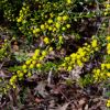 Acacia acinacea - Gold Dust Wattle