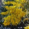 Acacia boormannia - Snowy River Wattle