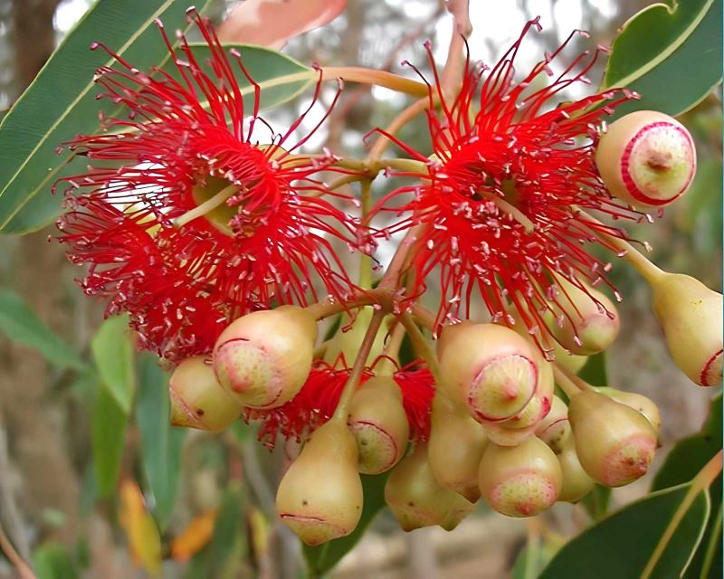 Eucalyptus petiolaris syn. Eucalyptus leucoxylon 'rosea'