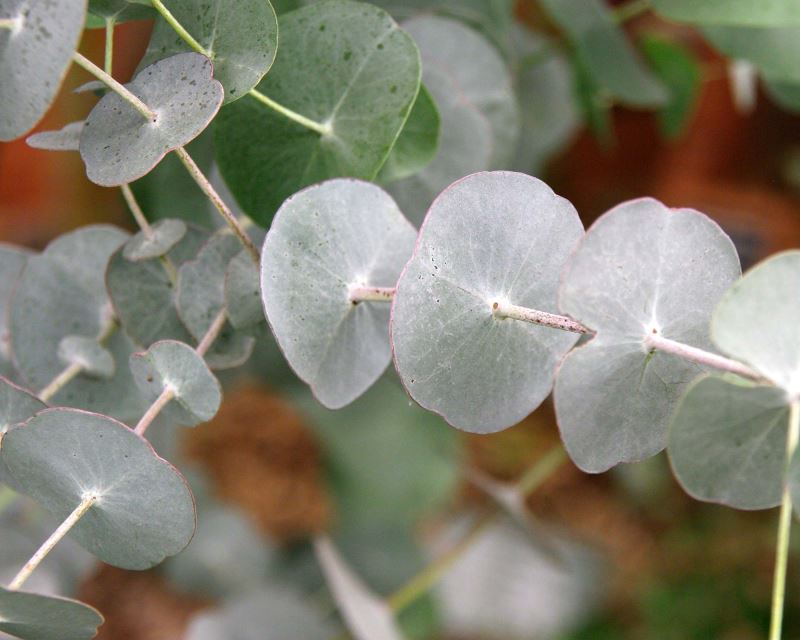Eucalyptus perriniana - juvenille foliage