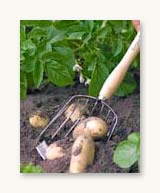 Potato Harvesting Scoop - Burgon & Ball
