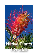 Live Native Plants