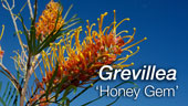 Grevillea  'Honey Gem'