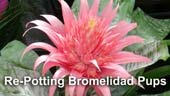 Dividing and Re-Potting Bromeliads