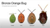 Bronze Orange Bugs - How to get rid of them