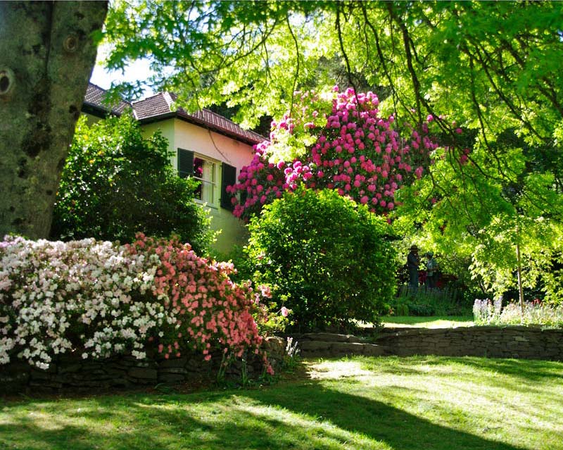 Splendid rhododendron and shade plants in intimate garden settings  - Leura Gardens Festival