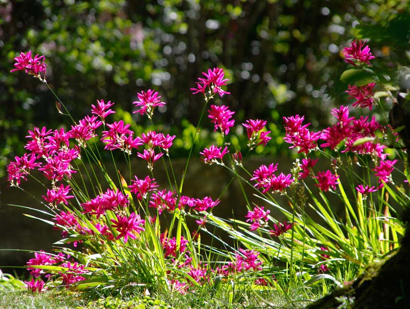 The sun catches the bright pink Ixia flowers - Brabourne Garden - Leura Gardens Festival