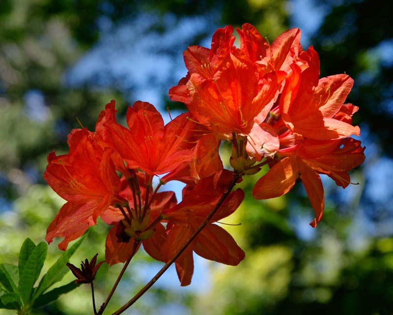Rhododendron - orange flowered mollis hybrid - Ewanrigg Garden - Leura Gardens Festival