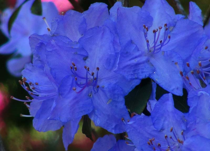 Rhododendron augustinii with the most beautiful blue flowers - Shenstone Garden - Leura Gardens Festival
