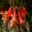 Rhododendron 'Lady Chamberlain' Shenstone Garden - Leura Gardens Festival