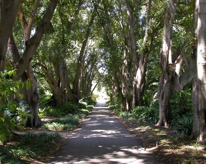 Murdoch Avenue - a shady place for a walk on a warm day - photo supplied by Adelaide Botanic Garden
