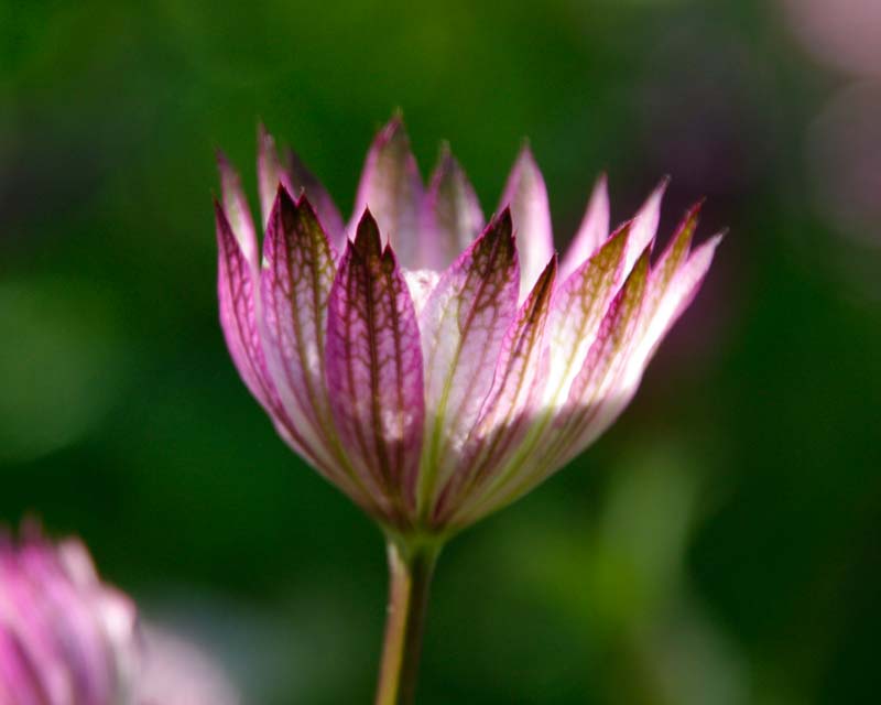 Astrantia major - part of the subtly colourful borders
