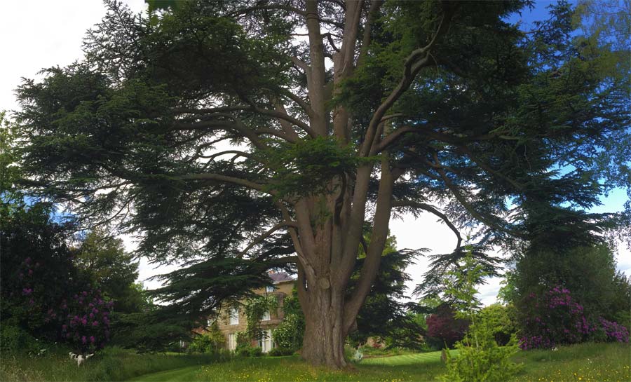 The giant cedar at Fittleworth House