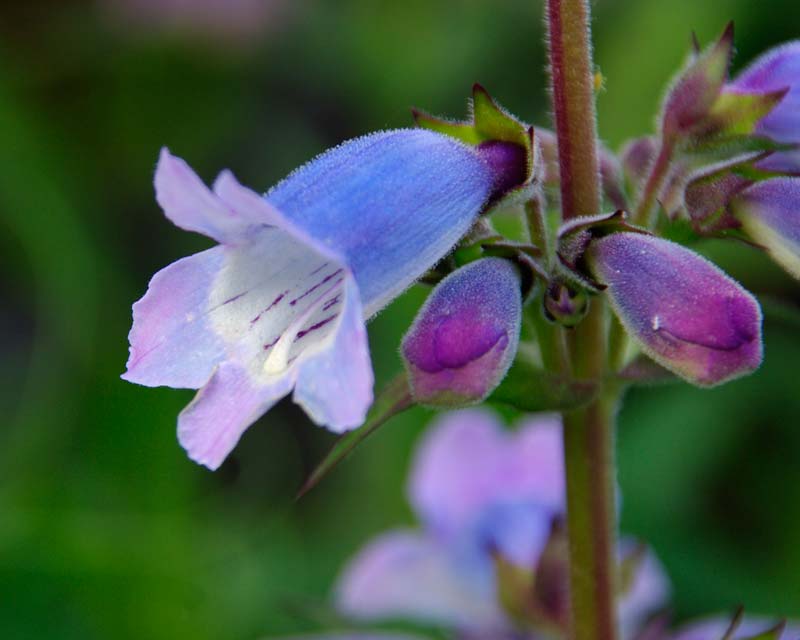 Penstemon Sour Grapes at Fittleworth House
