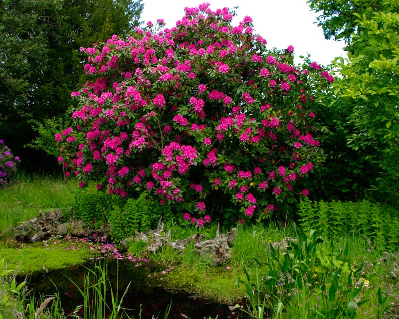 Mature Rhododendron at Fittleworth House