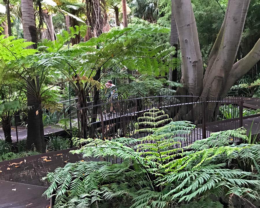 Fern Gully -The raised path allows visitors enjoy ferns without disturbing the undergrowth