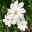 Gardenia thunbergia - large shrub with wonderfully fragrant, white flowers