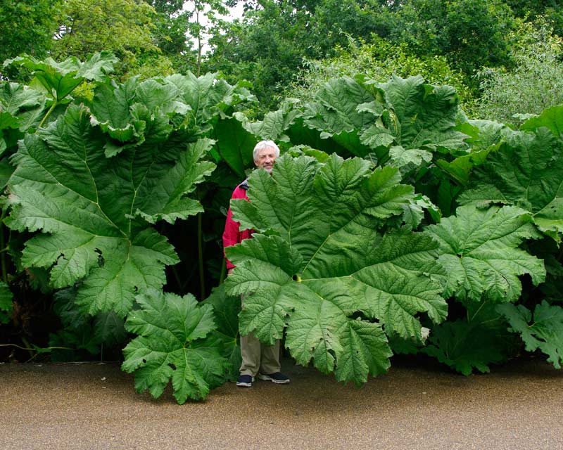A GardensOnline reviewer trying to remain inconspicuous in amongst the giant Gunnera manicata.
