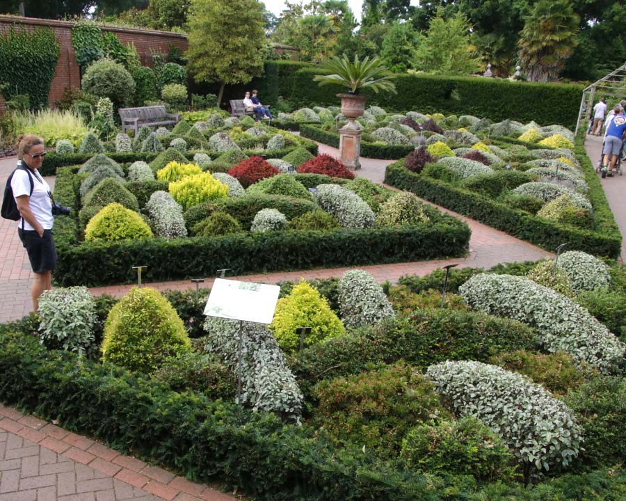 Testing buxus alternatives for low hedging