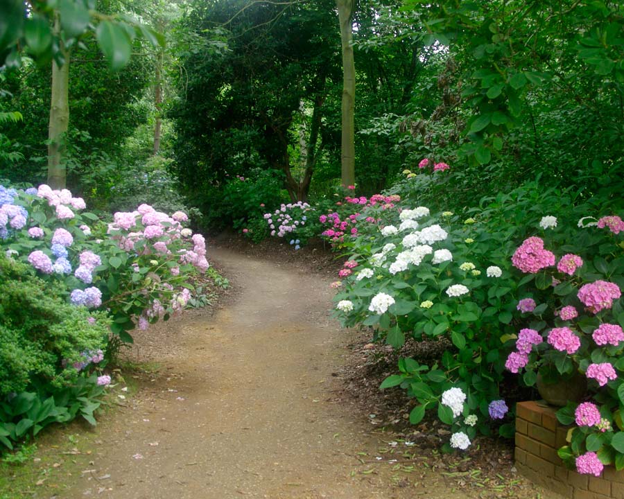 Hydrangeas in full flower in July - Battleston Hill East, Wisley Gardens UK
