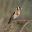 Goldfinch - from Horsemoor Hide, Lost Gardens of Heligan