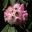 Rhododendron - pale pink and white flower - variety unknown