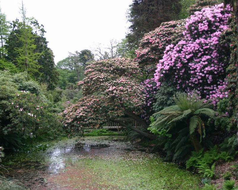 Ancient rhododendron in the Northern Gardens, Lost Gardens of Heligan  - photographer Peter Barber