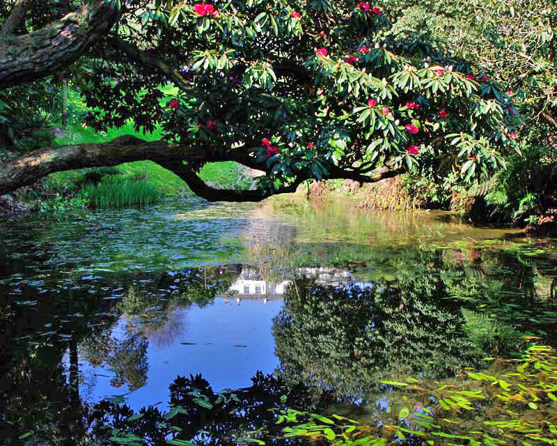 Looking back towards the house from the top pond, Lost Gardens of Heligan