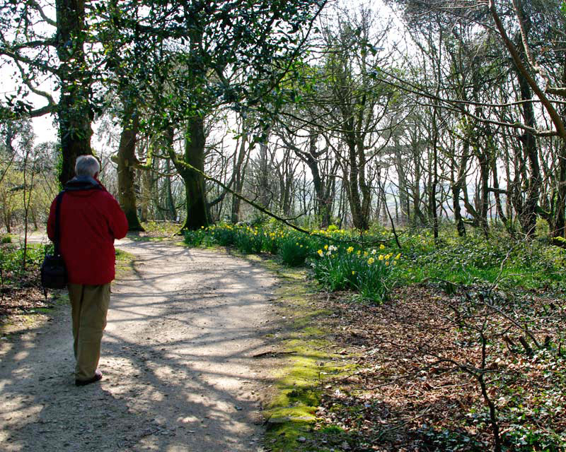Woodland walk, Lost Gardens of Heligan