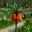 Fritillaria  - Giverny - Monet's Garden