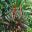 Vriesea Splendens in Tropical Biome  - Eden Project
