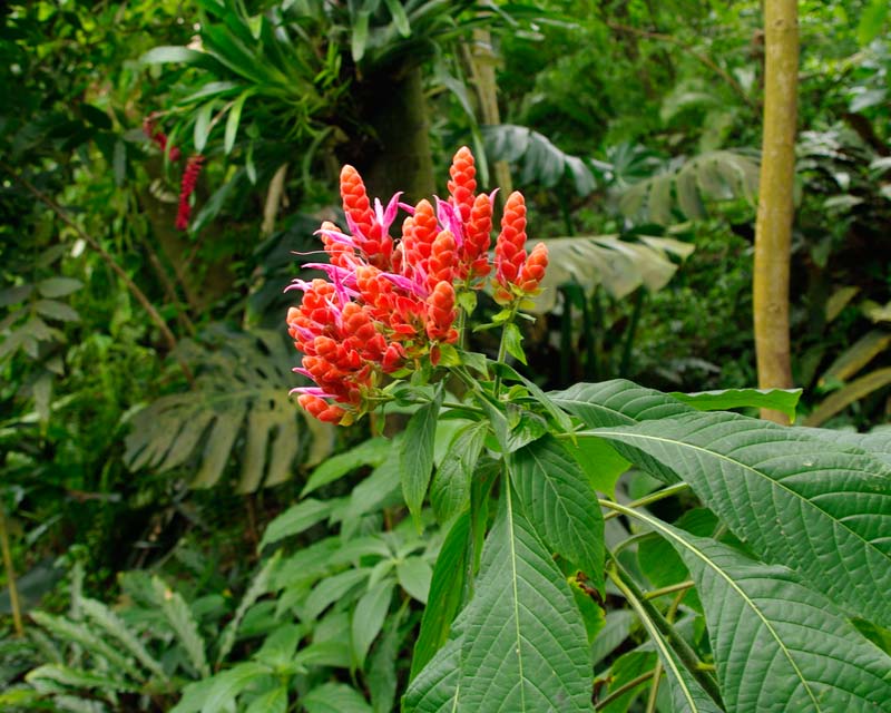 Fascinating plants within the biomes - this is an Aphelandra sinclairiana.  - Eden Project
