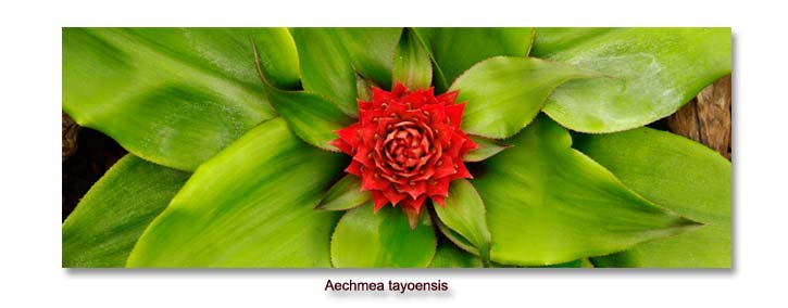 Aechmea tayoensis